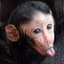 Baby Monkey