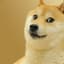 RandomDoge