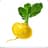 aYellowTurnip