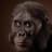 Australopithecus