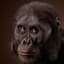 Australopithecus