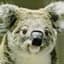 Crazy Koala