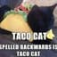 Tacocat