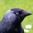 Jackdaw