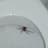 Toilet Spider