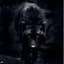 BlackWolf