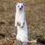Weasel