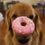[GS]donut dog