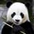 Dr. Panda