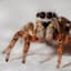 Salticid