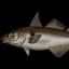 Haddock