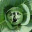 Cabbage
