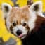 RedPanda