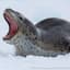 ArcticLeopardSeal