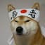 ShibaTheDoge