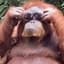 Orangutan