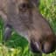 Moosemomo