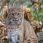 Bobcat