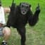 CoolChimpGuy