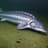 Adriatic sturgeon