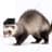 stock_Ferret