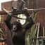 Chimpanzini Bananini