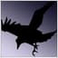 Crow