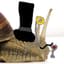 Larry the Snail