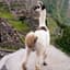 LlamaMan