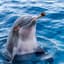 MurryTheDolphin