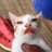 Melon-Cat