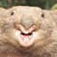 wombat