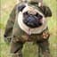 Sergeant Frag <pUg>