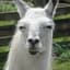 AFriskyLlama