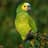 Parrot