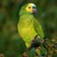 Parrot