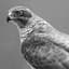 Goshawk