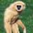 Gibbon