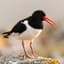 Oystercatcher