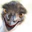 Emu