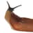 slug