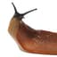 slug