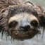 "Rinseable" Sloth