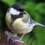 The Great Tit