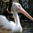 Pelican