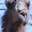 ViciousCamel