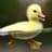 H2O duck