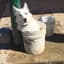 Dog in a Bucket