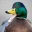 Quack