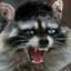 Crazy_RACCOON